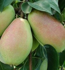 Armut (Santa Maria) Fidanı 6-7 Yaş-200-230 cm-Gövde Çevresi 10-14 cm