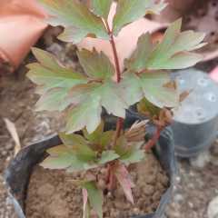 Şakayık Fidanı Mix Saksıda 50 cm