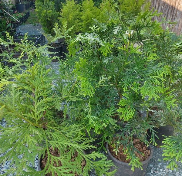 Platycladus Orientalis japanese- Japon Mazısı 130 cm