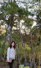 Azadirachta indica -Neem Ağacı 400-450 cm-Gövde Çapı 16-22 cm