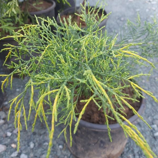 Chamaecyparis Pisifera Filifera Aurea