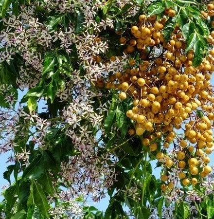 Azadirachta indica -Neem Ağacı 400-450 cm-Gövde Çapı 16-22 cm