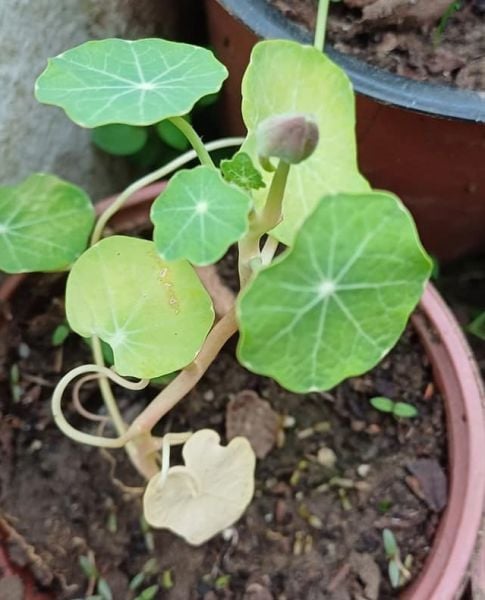 Latin Cicegi - Nasturtium (Tropaeolum-Yellow) Fidanı