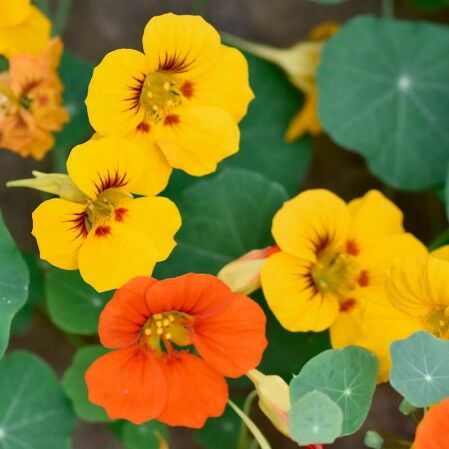 Latin Cicegi - Nasturtium (Tropaeolum-Yellow) Fidanı