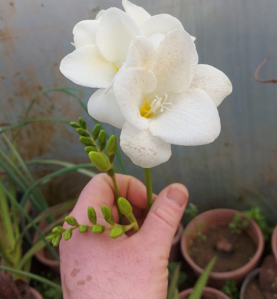 Freesia ( Frezya ) Beyaz Renk Saksılı