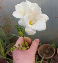 Freesia ( Frezya ) Beyaz Renk Saksılı