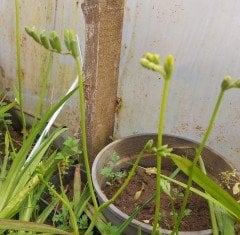 Freesia ( Frezya ) Beyaz Renk Saksılı