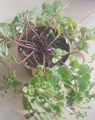 Sedum Takesimense Green