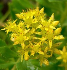 Sedum Takesimense Green
