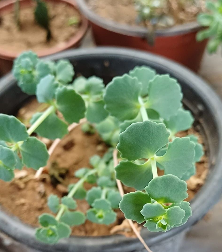 Sedum Sieboldii