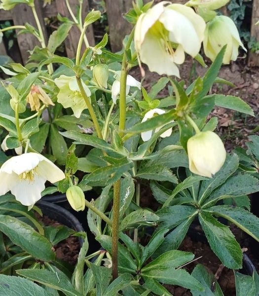 Helleborus Orientalis Pretty Ellen White (Noel Gülü) Fidanı