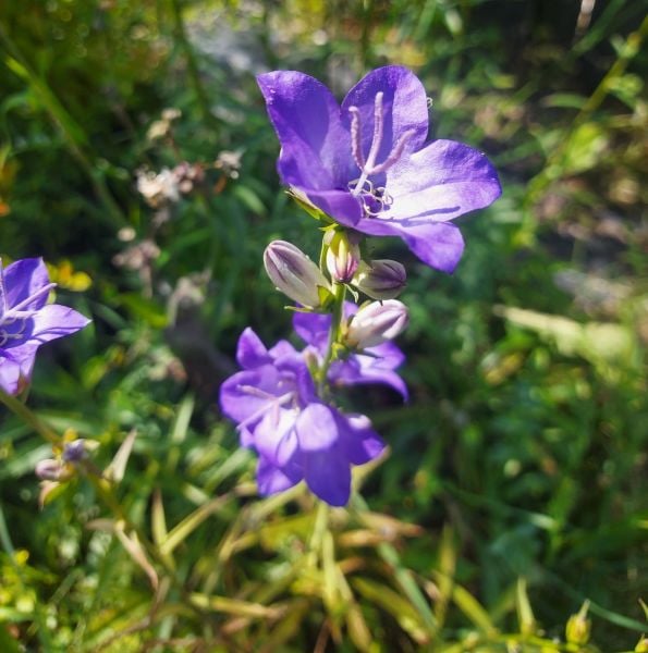 Campanula Carpatica 'Blue Fidanı