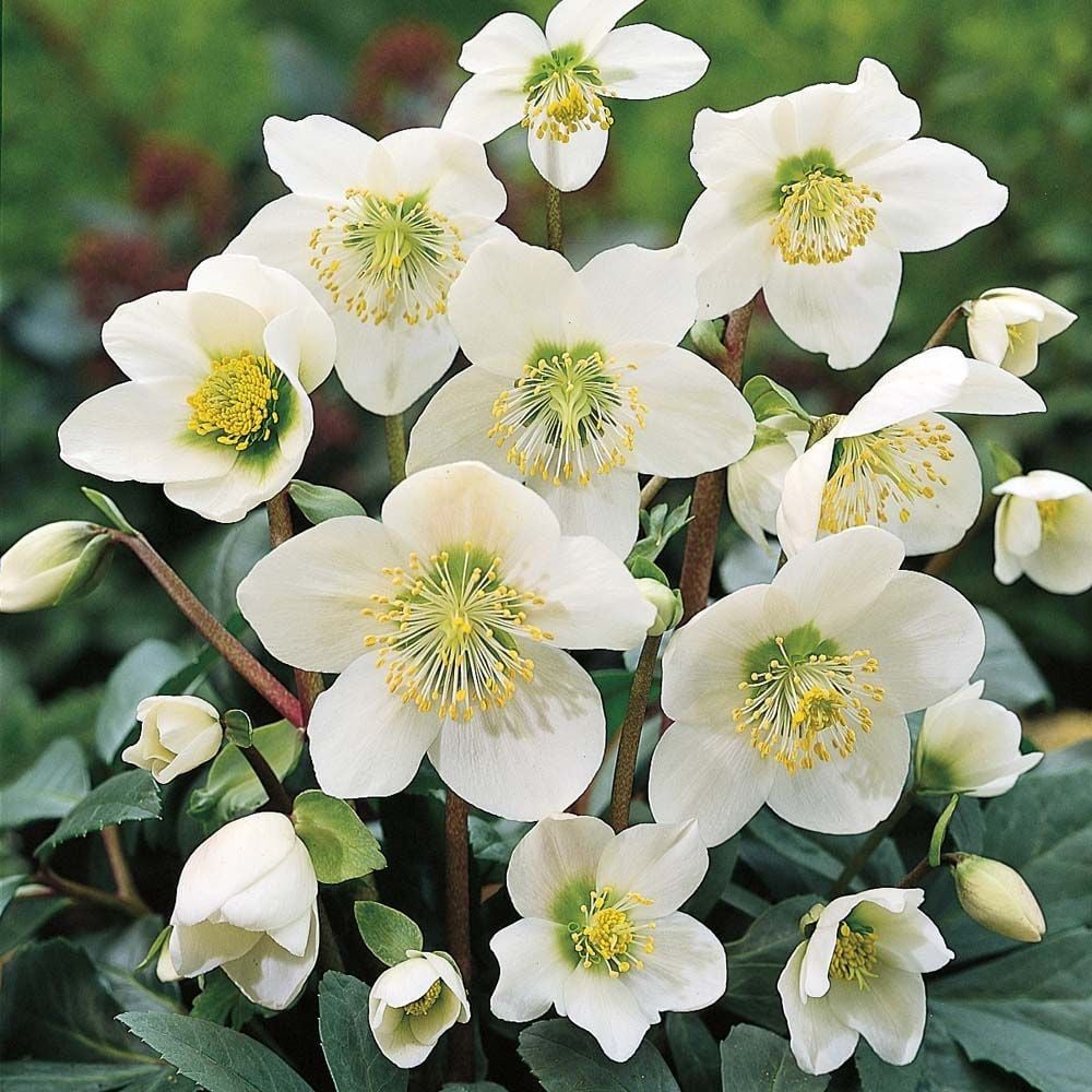 Helleborus Orientalis Pretty Ellen White (Noel Gülü) Fidanı