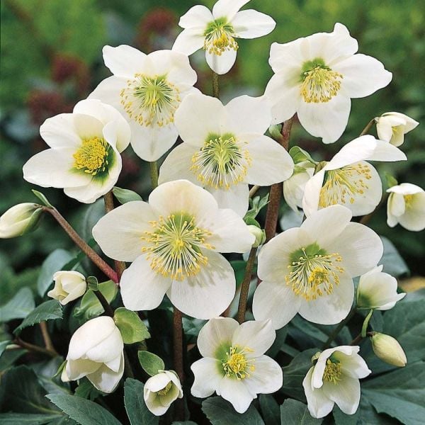 Helleborus Orientalis Pretty Ellen White (Noel Gülü) Fidanı