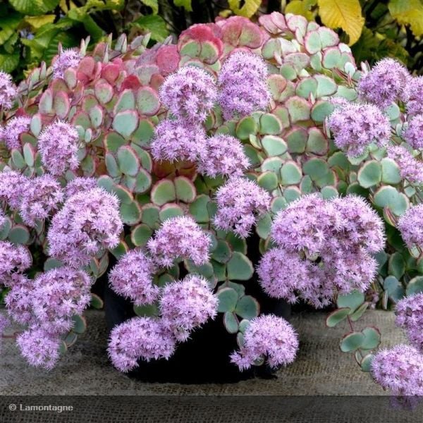 Sedum Sieboldii