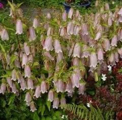 Campanula Punctata-Çan Çemberi Fidanı