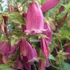 Campanula Punctata-Çan Çemberi Fidanı 0-20 cm
