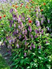 Campanula Punctata-Çan Çemberi Fidanı 0-20 cm
