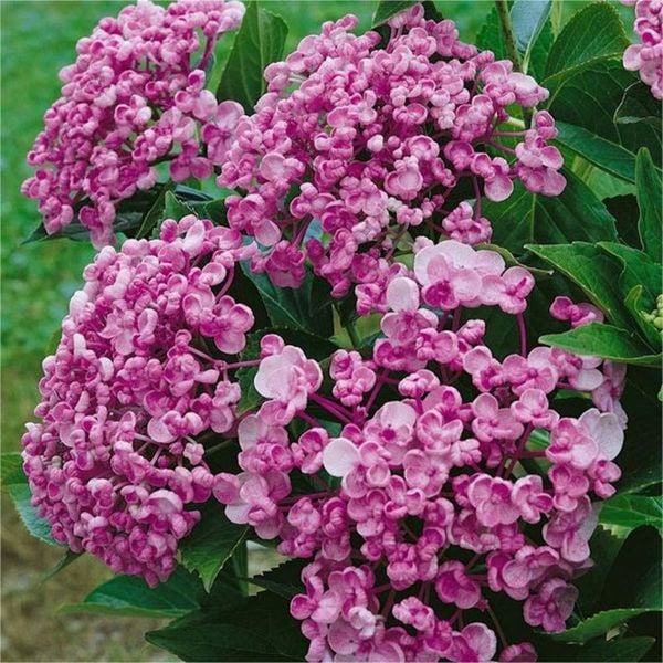 Hydrangea Macrophylla Ayesha Ayşe Ortanca Fidanı 15-20 cm