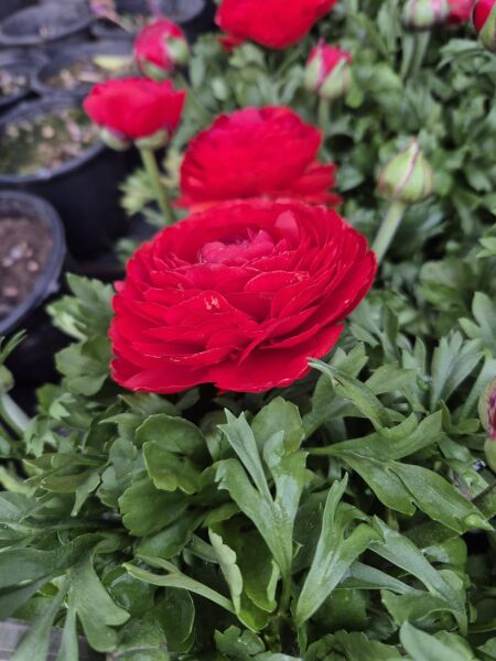 Düğün çiçeği Ranunculus Pratolino Aracio- Saksıda