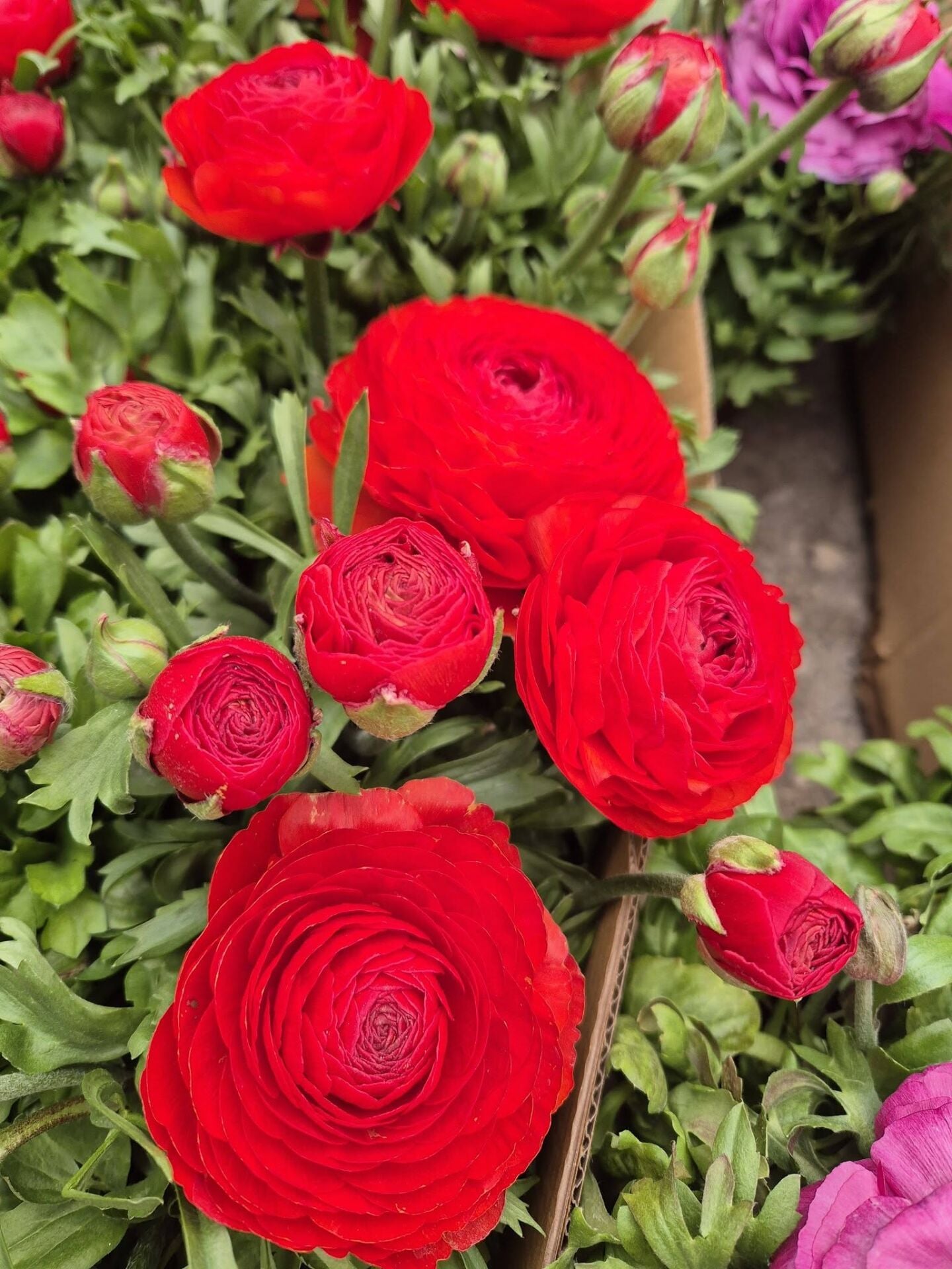 Düğün çiçeği Ranunculus Pratolino Aracio- Saksıda