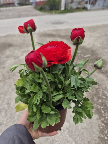 Düğün çiçeği Ranunculus Pratolino Aracio- Saksıda