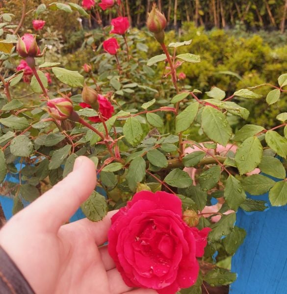 Bal Gülü 3 İrem Su Gül Fidanı Hem Sarmaşık-Hem Saksılık