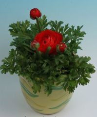 Düğün çiçeği Ranunculus Pratolino Aracio- Saksıda