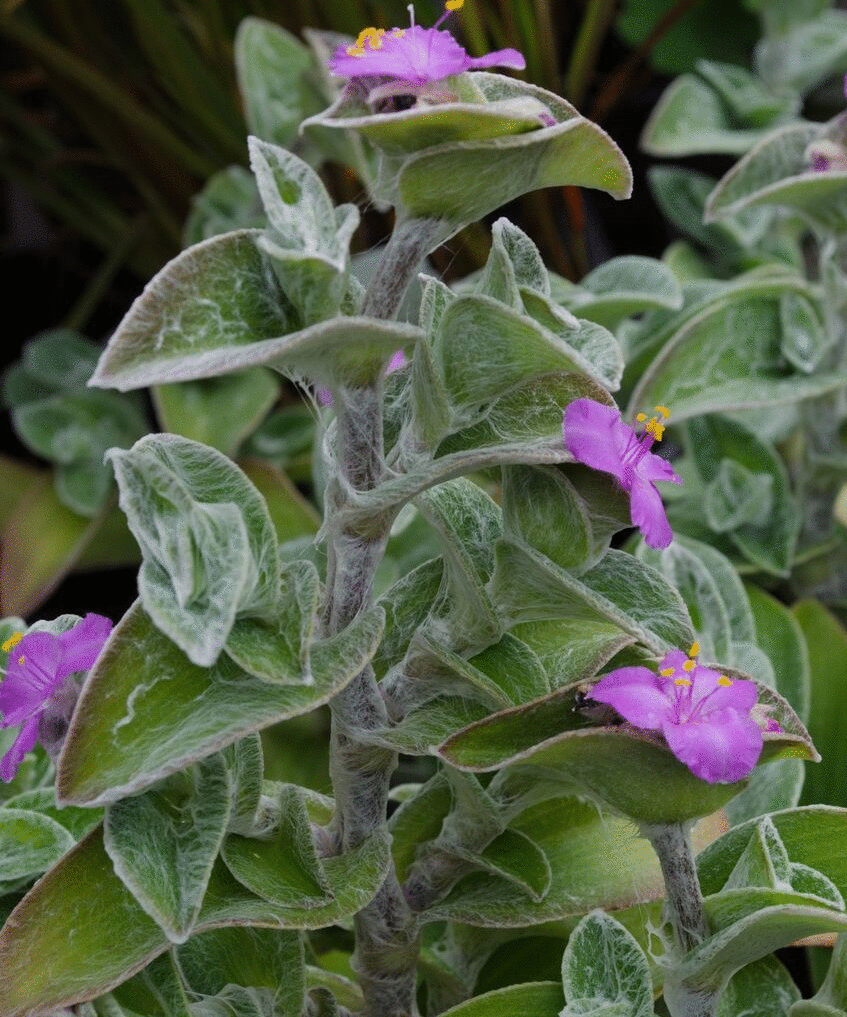 Tüllü Telgraf Çiçeği Fidesi Tradescantia Sillamontana