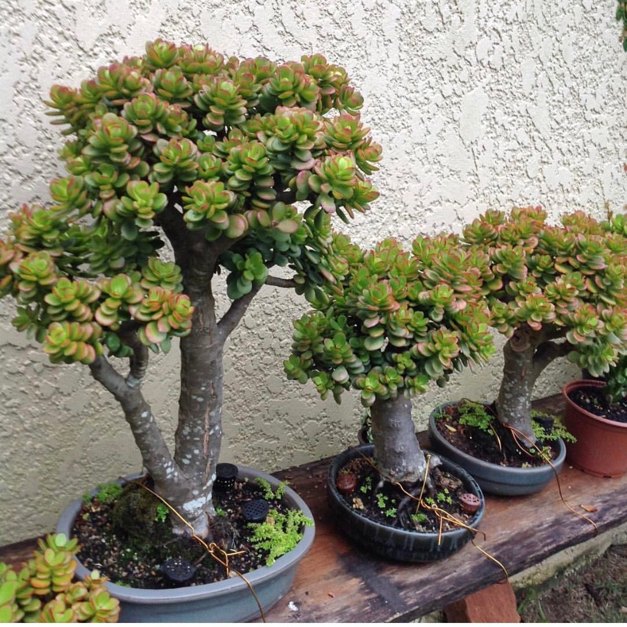 Crassula Ovata Şanş Ağacı-Para Ağacı