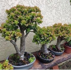Crassula Ovata Şanş Ağacı-Para Ağacı