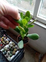 Crassula Ovata Şanş Ağacı-Para Ağacı
