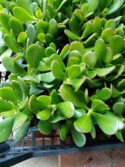 Crassula Ovata Şanş Ağacı-Para Ağacı