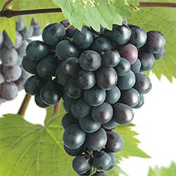 Vitis Regent 20-30 cm