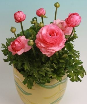 Düğün çiçeği Ranunculus Saksıda