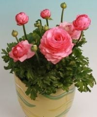 Düğün çiçeği Ranunculus Saksıda