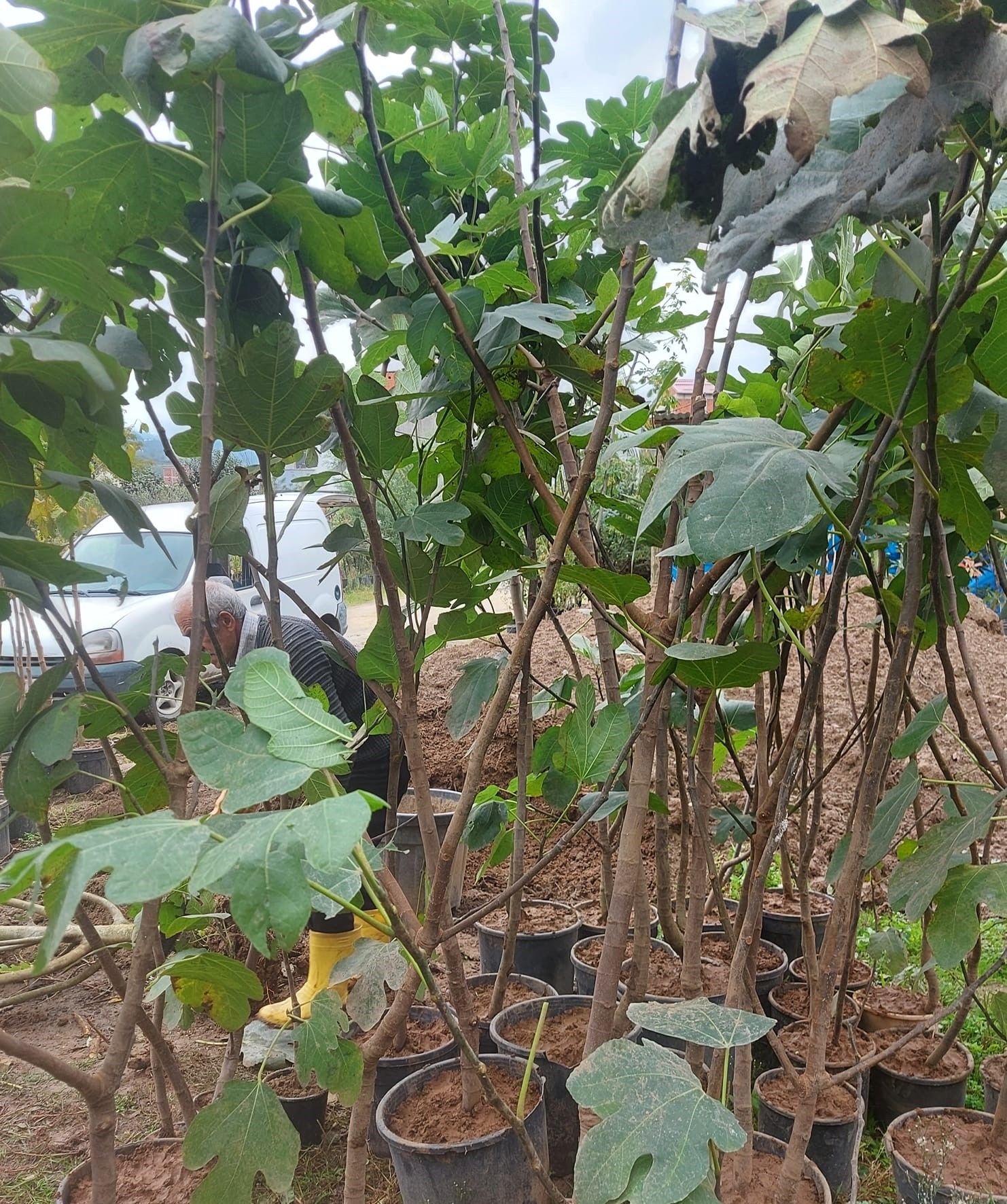 Patlıcan İnciri Fidanı 5 Yaş-Gövde Çevresi 10-14 cm