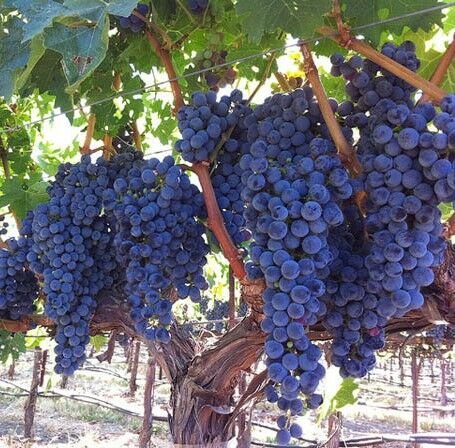 Cabernet Sauvignon Üzümü Fidanı
