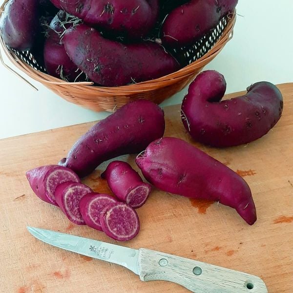 Tatlı Patates Fidesi Turuncu-Mor Erato Orange Sweet Potato 2 Adet