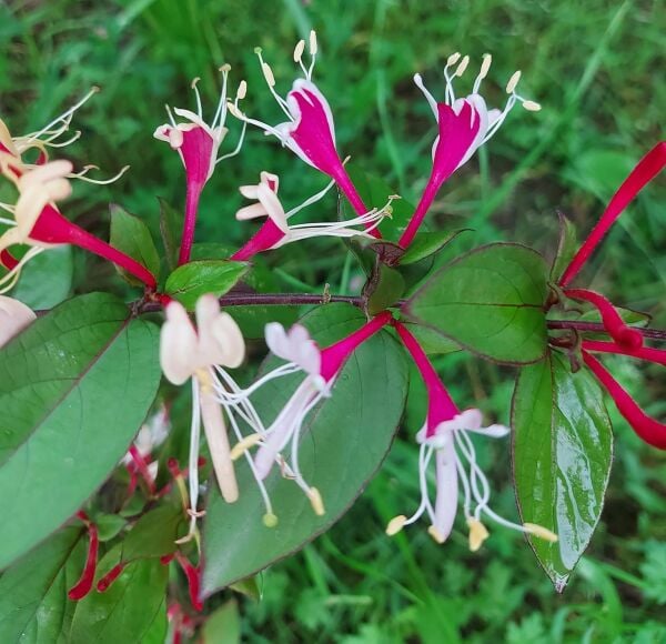 Italian Honeysuckle (Lonicera Caprifolium) Fidanı