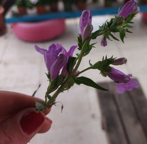 Penstemon Harlequin Violet ('Tnpenhv')