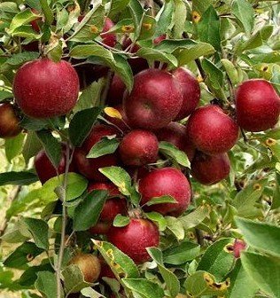 Elma (Arap Kızı) Fidanı 150 cm-3-4 Yaş-Tüplü