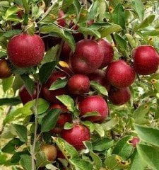 Elma (Arap Kızı) Fidanı 150 cm-3-4 Yaş-Tüplü