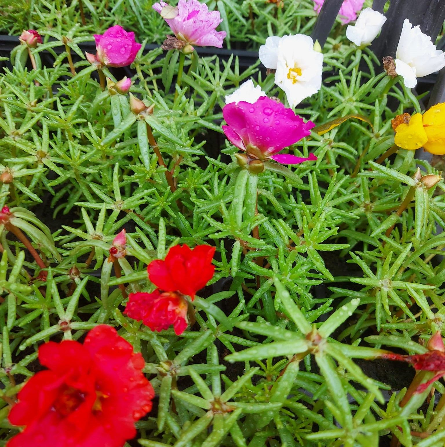 İpek Çiçeği-Kedi Tırnağı-(Portulaca Grandiflora)