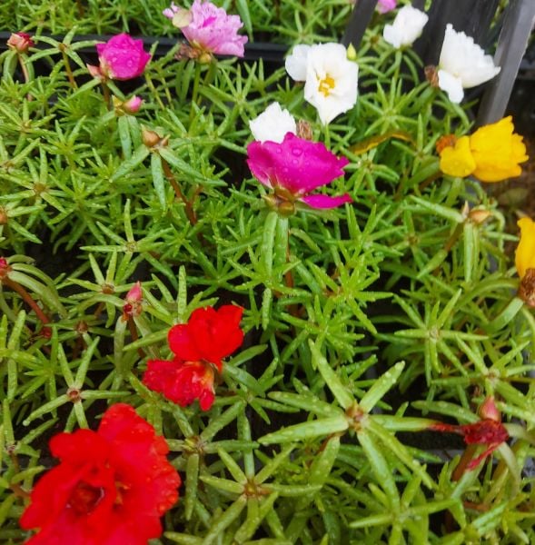 İpek Çiçeği-Kedi Tırnağı-(Portulaca Grandiflora)