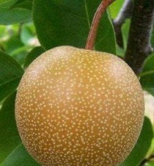 Armut (Dev Naşi) Fidanı 150-200 cm-3-4 Yaş-Tüplü