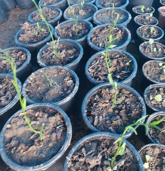 Solanum Crispum 50-70 cm-Şili Patates Asması Çiçeği