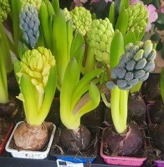 Blue Jacket Sümbül - Saksıda