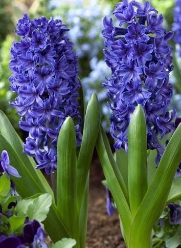 Blue Jacket Sümbül - Saksıda