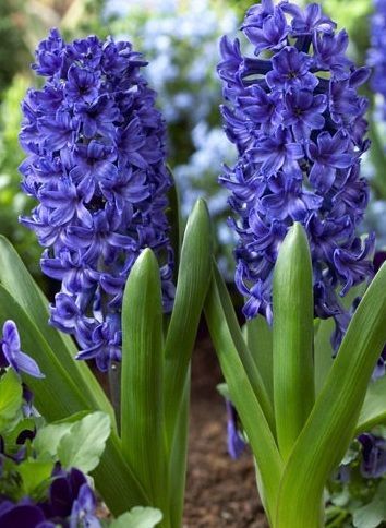 Blue Jacket Sümbül - Saksıda